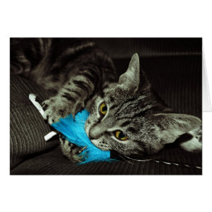 Tabby Cat with Feather by Shirley Taylor