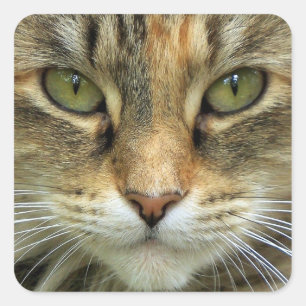 Tabby Cat with Green Eyes Portrait Sticker