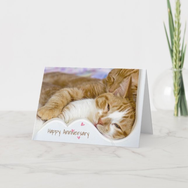 Tabby Cats Anniversary Card (Front)