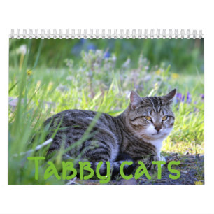 Tabby cats calendar