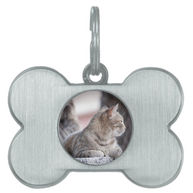 Tabby cats in repose pet name tag (Front)