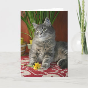 Tabby & Daffodils Notecard