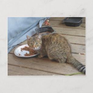 Tabby Eating Postcard