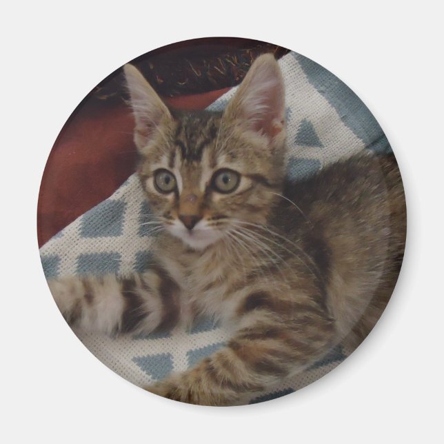 Tabby Girl Kitten Magnet (Front)