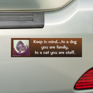 Tabby In A Hut Bumper Sticker