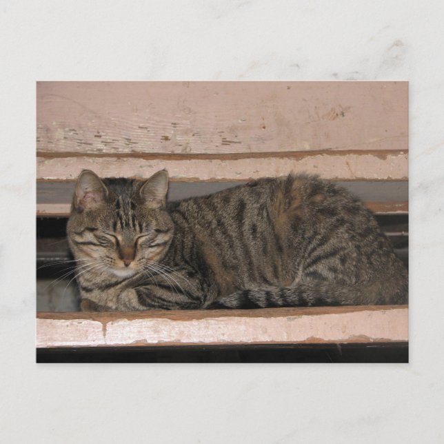 Tabby is dozing postcard (Front)