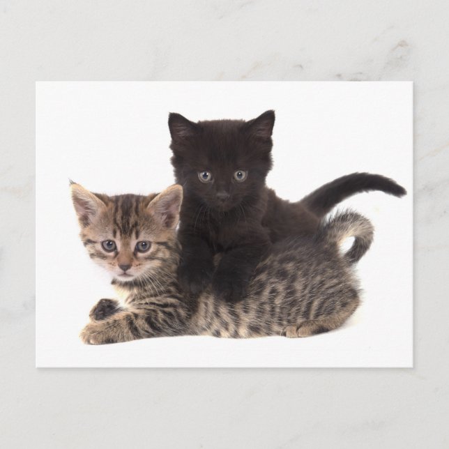 tabby kitten black kitten postcard (Front)
