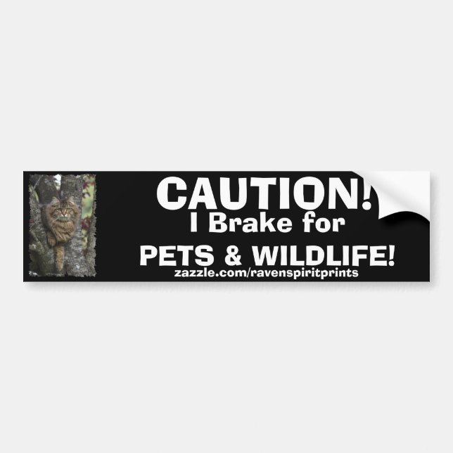 TABBY KITTEN Bumper Sticker Collection (Front)