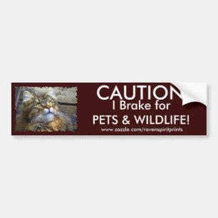 TABBY KITTEN Bumper Sticker Collection