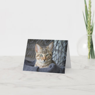  Tabby Kitten Card