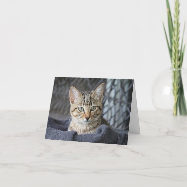  Tabby Kitten Card (Front)