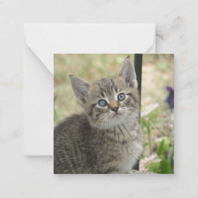 Tabby kitten card (Front)