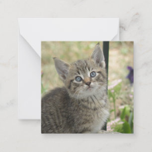 Tabby kitten card