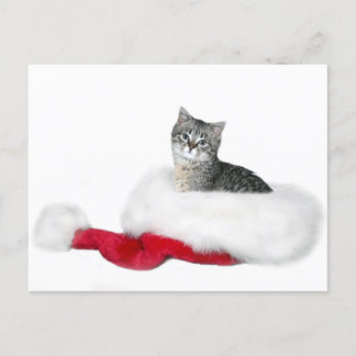 Tabby kitten Christmas Holiday Postcard
