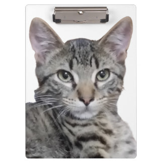 Tabby Kitten Clipboard