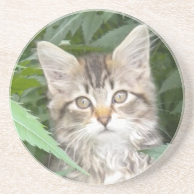 Tabby Kitten Coaster (Front)