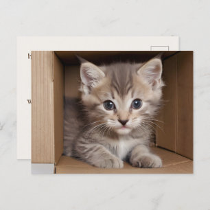 Tabby Kitten For  Pet Exam Postcard