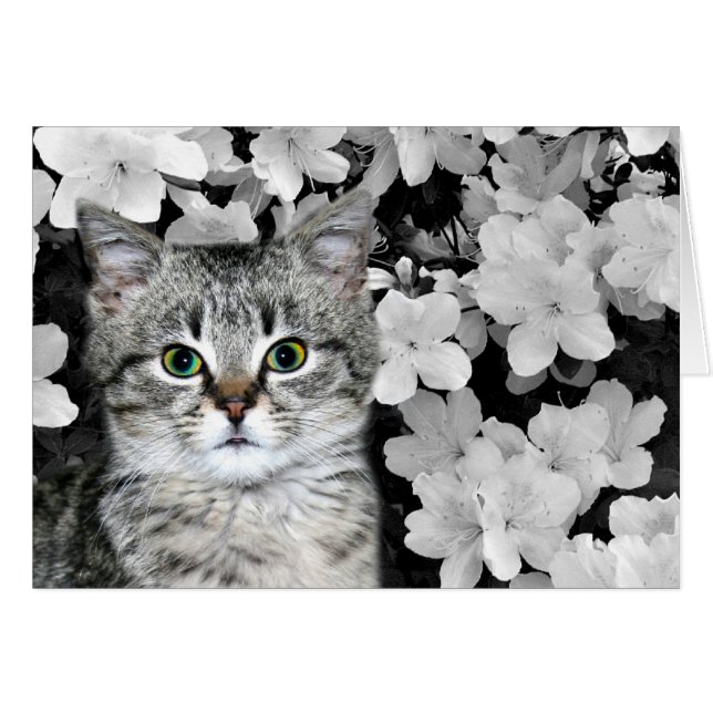 Tabby kitten in azaleas (Front Horizontal)