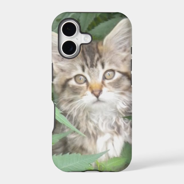 Tabby Kitten iPhone 5 case (Back)