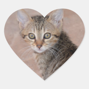 Tabby Kitten Love Heart Stickers