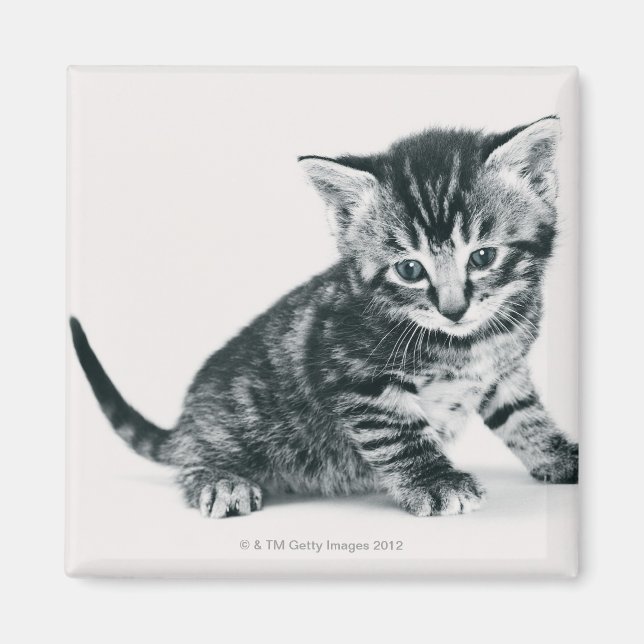 Tabby Kitten Magnet (Front)