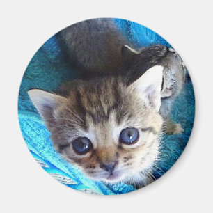 Tabby Kitten Magnet