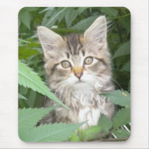 Tabby Kitten Mouse Mat