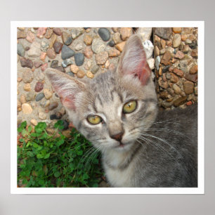 Tabby Kitten on Stone Walk Poster