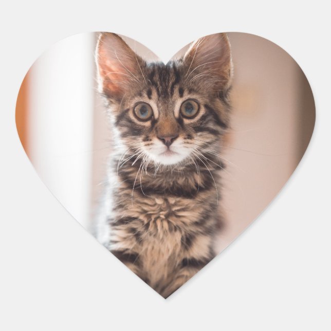 Tabby Kitten on the Table Heart Sticker (Front)
