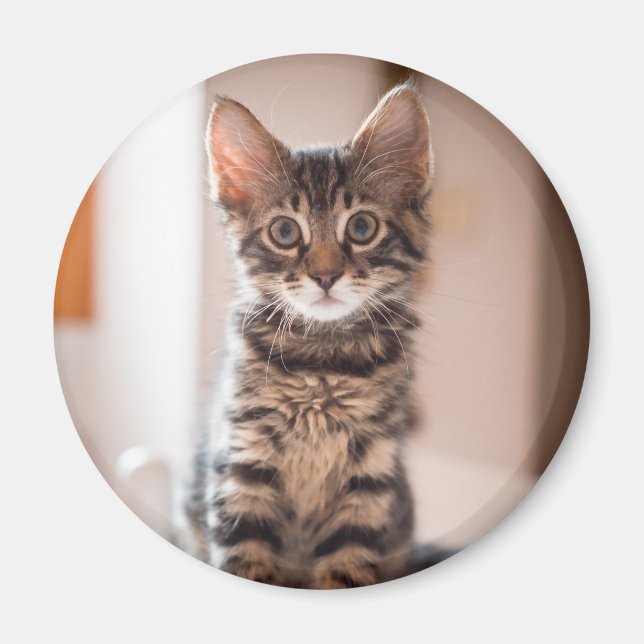 Tabby Kitten on the Table Magnet (Front)