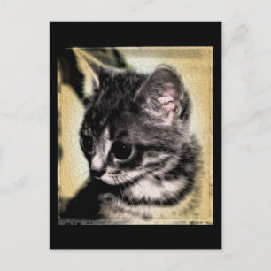 Tabby Kitten Postcard