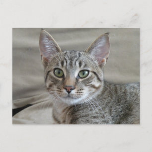 Tabby kitten postcard