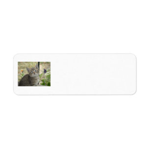Tabby Kitten Return Address labels