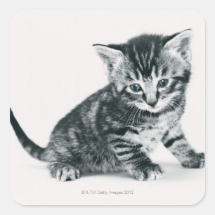 Tabby Kitten Square Sticker
