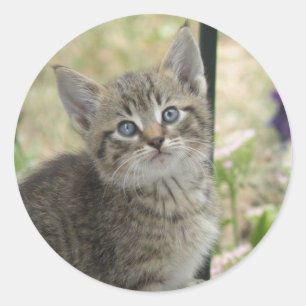 Tabby kitten stickers