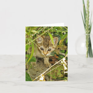 Tabby kitten thank you card