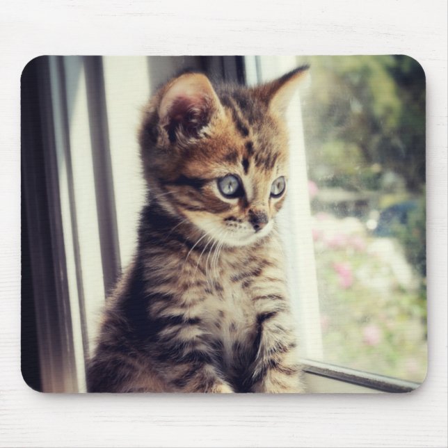 Tabby Kitten Watching Mouse Mat (Front)