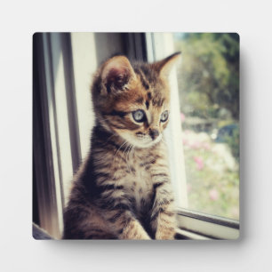 Tabby Kitten Watching Plaque