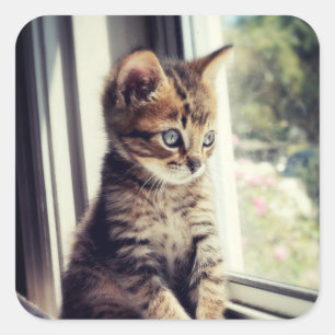 Tabby Kitten Watching Square Sticker
