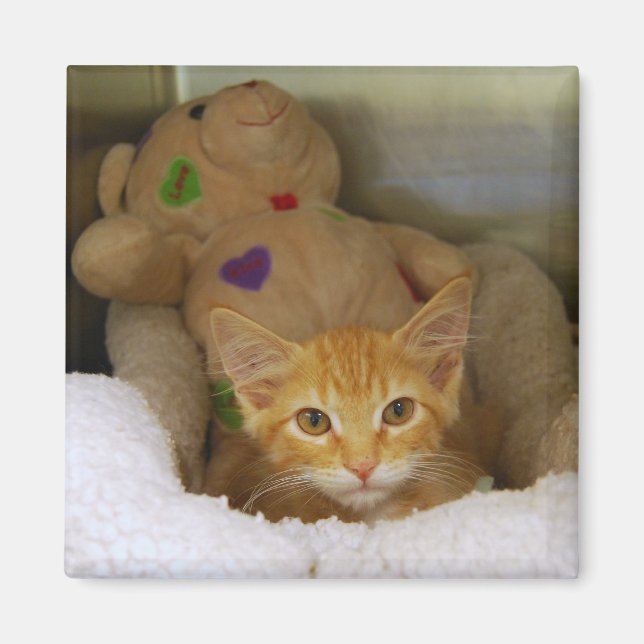 Tabby Kitten With Teddy Bear Magnet (Front)