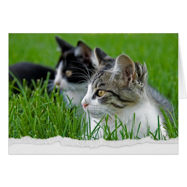 Tabby Kittens in Grass for Thinking of You (Front Horizontal)