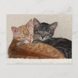 Tabby Kittens Postcard