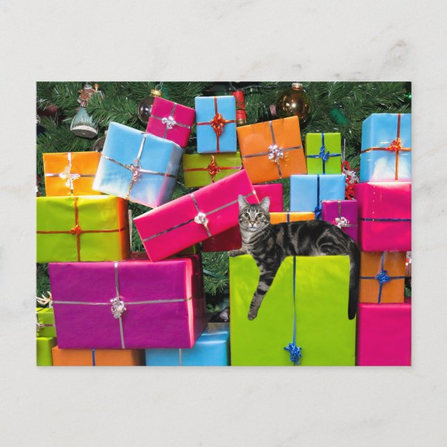 Tabby kitty cat Christmas Postcard (Front)