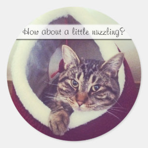 Tabby Kitty In Hut Close-Up Photograph Classic Round Sticker