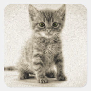 Tabby Kitty Square Sticker