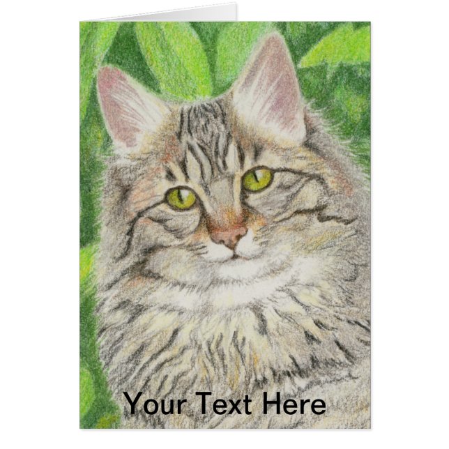 Tabby Longhair (Front)