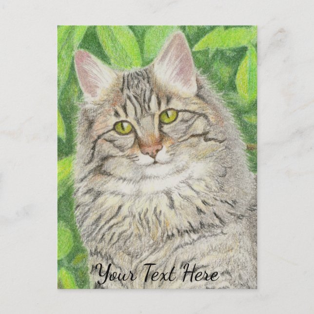 Tabby Longhair Postcard (Front)