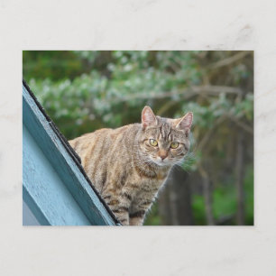 Tabby on Roof Postcard