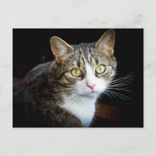 Tabby Postcard