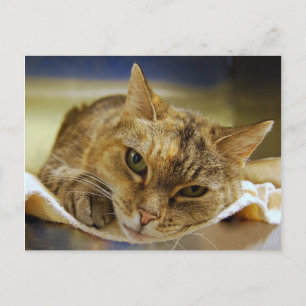 Tabby Princess Postcard